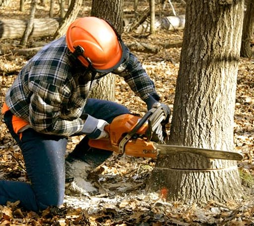 Tree Removal in Mccarley, MS